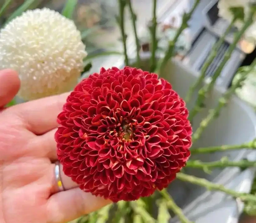 能開2個月的花，長得太標緻，被誤以為是假花，誰見都要掐一下