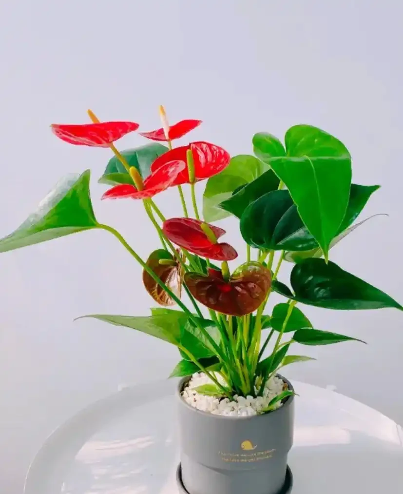 能開2個月的花，長得太標緻，被誤以為是假花，誰見都要掐一下