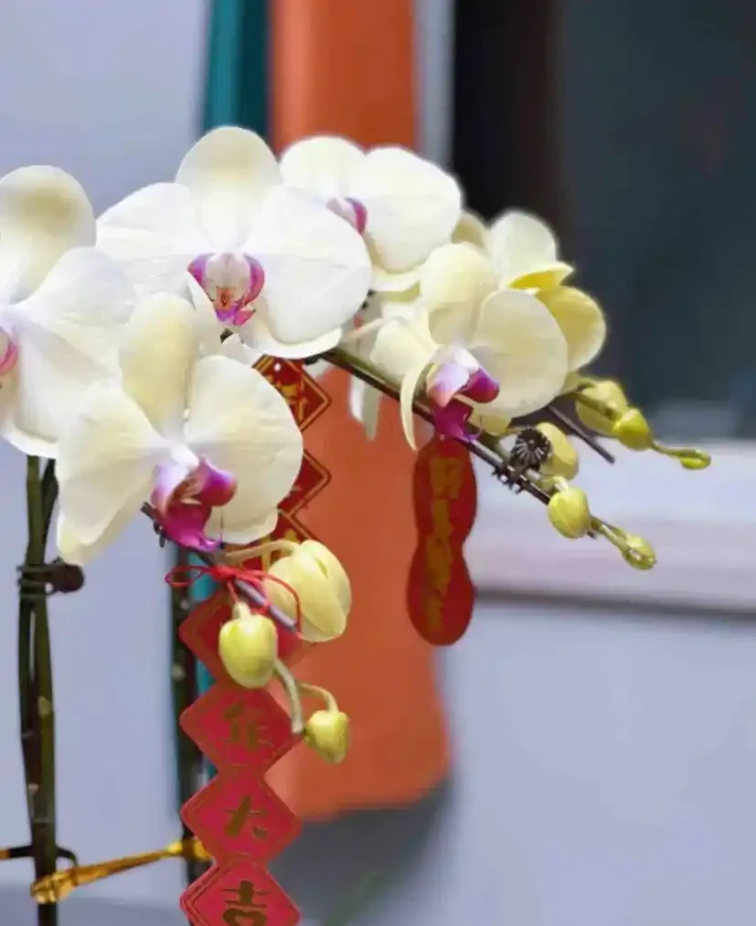 能開2個月的花，長得太標緻，被誤以為是假花，誰見都要掐一下