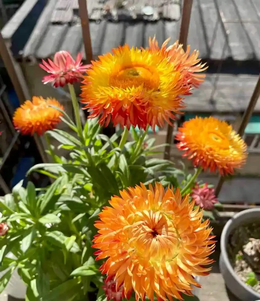 能開2個月的花，長得太標緻，被誤以為是假花，誰見都要掐一下