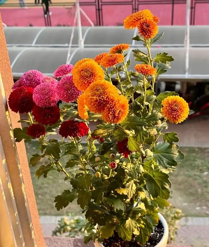 能開2個月的花，長得太標緻，被誤以為是假花，誰見都要掐一下