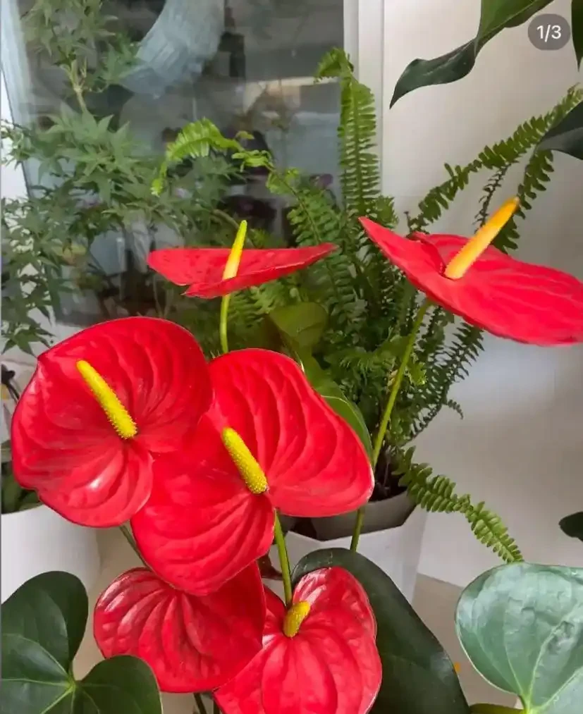 能開2個月的花，長得太標緻，被誤以為是假花，誰見都要掐一下