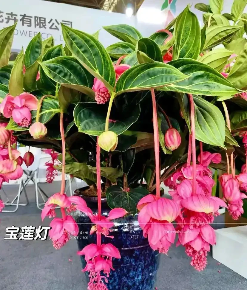 能開2個月的花，長得太標緻，被誤以為是假花，誰見都要掐一下