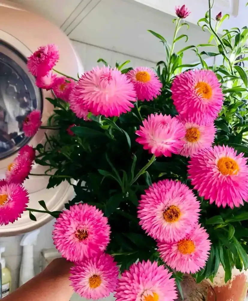 能開2個月的花，長得太標緻，被誤以為是假花，誰見都要掐一下