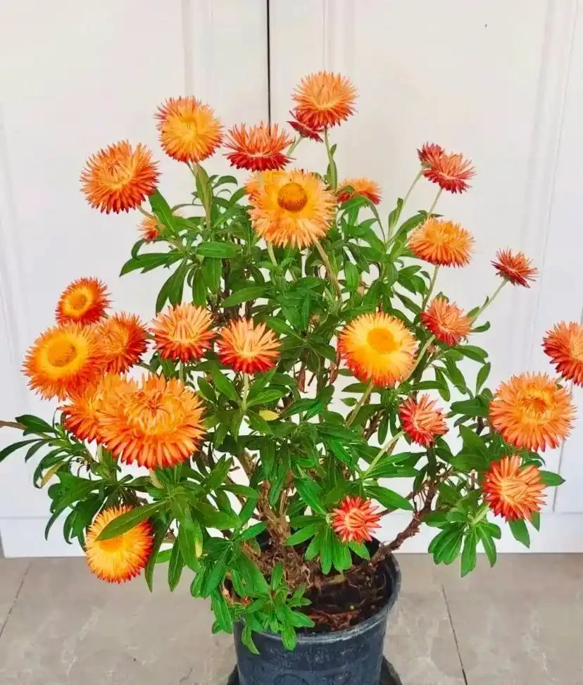 能開2個月的花，長得太標緻，被誤以為是假花，誰見都要掐一下