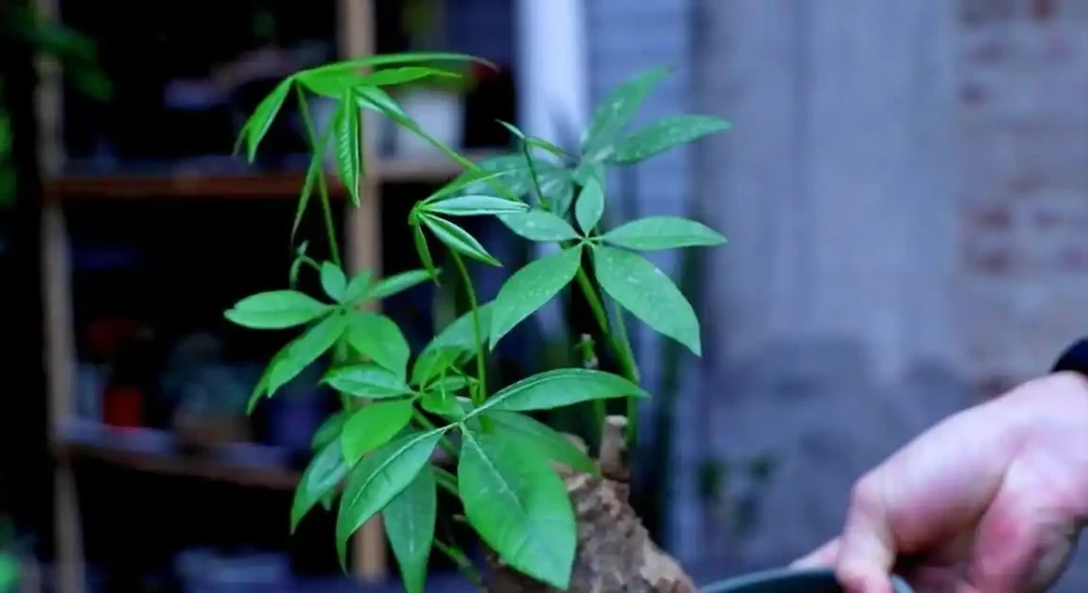 黃葉、掉葉是植物發出的求救訊號,想保命只能這樣做(養花技巧)