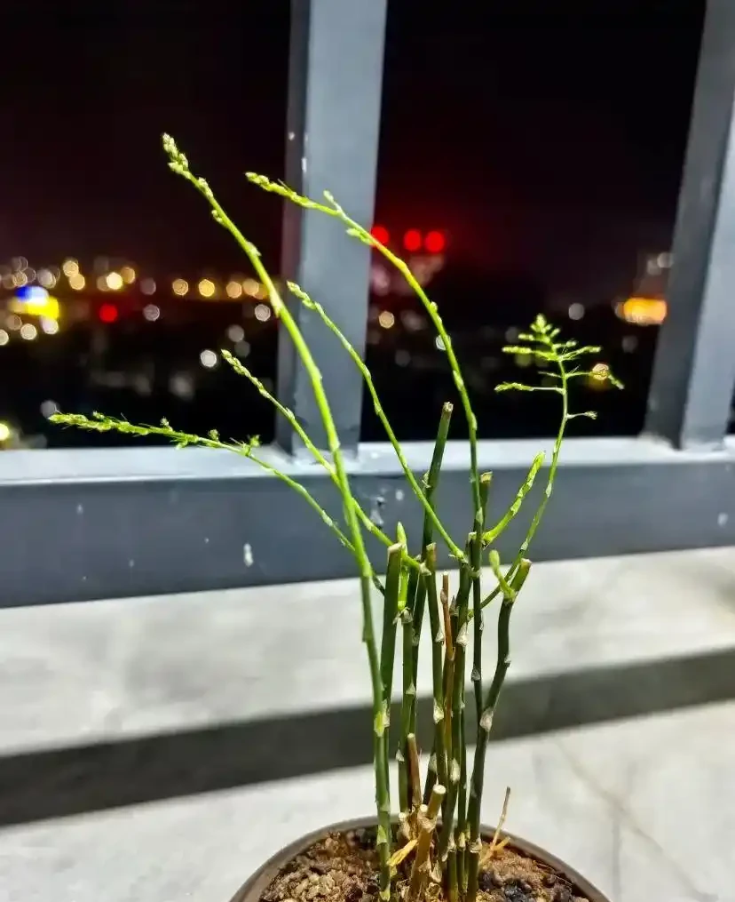 黃葉、掉葉是植物發出的求救訊號,想保命只能這樣做(養花技巧)