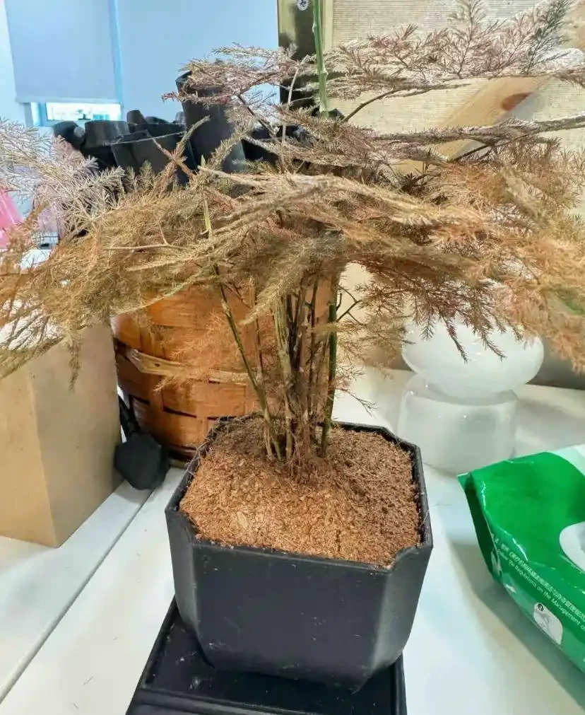 黃葉、掉葉是植物發出的求救訊號,想保命只能這樣做(養花技巧)