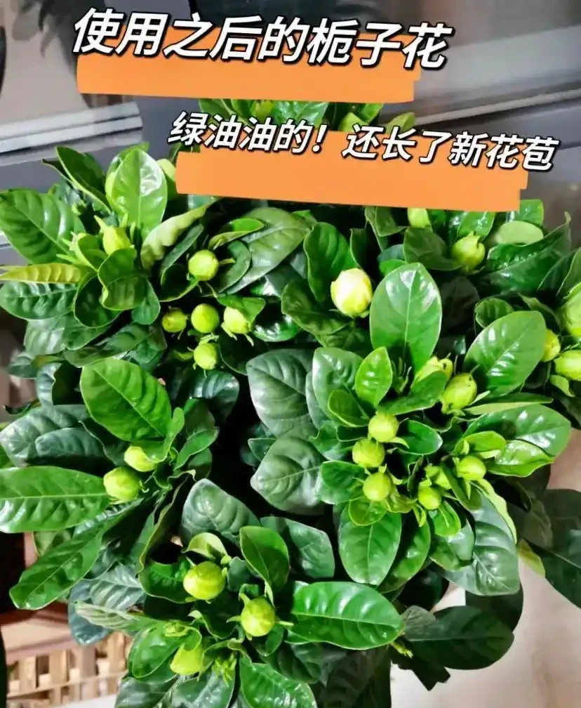 黃葉、掉葉是植物發出的求救訊號,想保命只能這樣做(養花技巧)