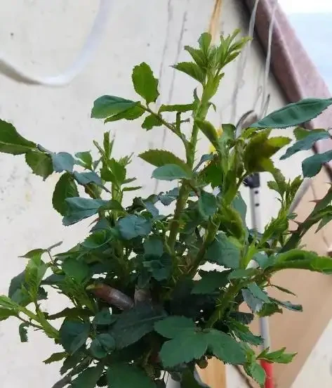 黃葉、掉葉是植物發出的求救訊號,想保命只能這樣做(養花技巧)