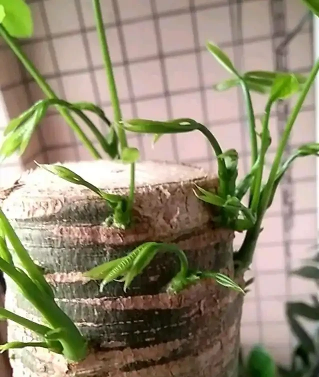 黃葉、掉葉是植物發出的求救訊號,想保命只能這樣做(養花技巧)