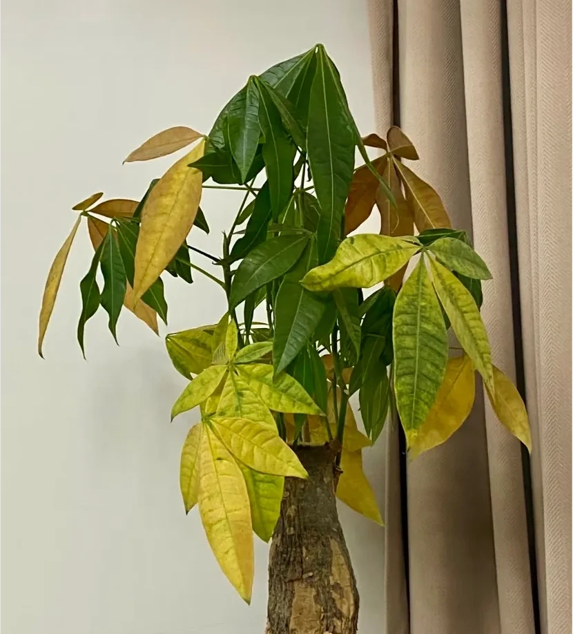 黃葉、掉葉是植物發出的求救訊號,想保命只能這樣做(養花技巧)