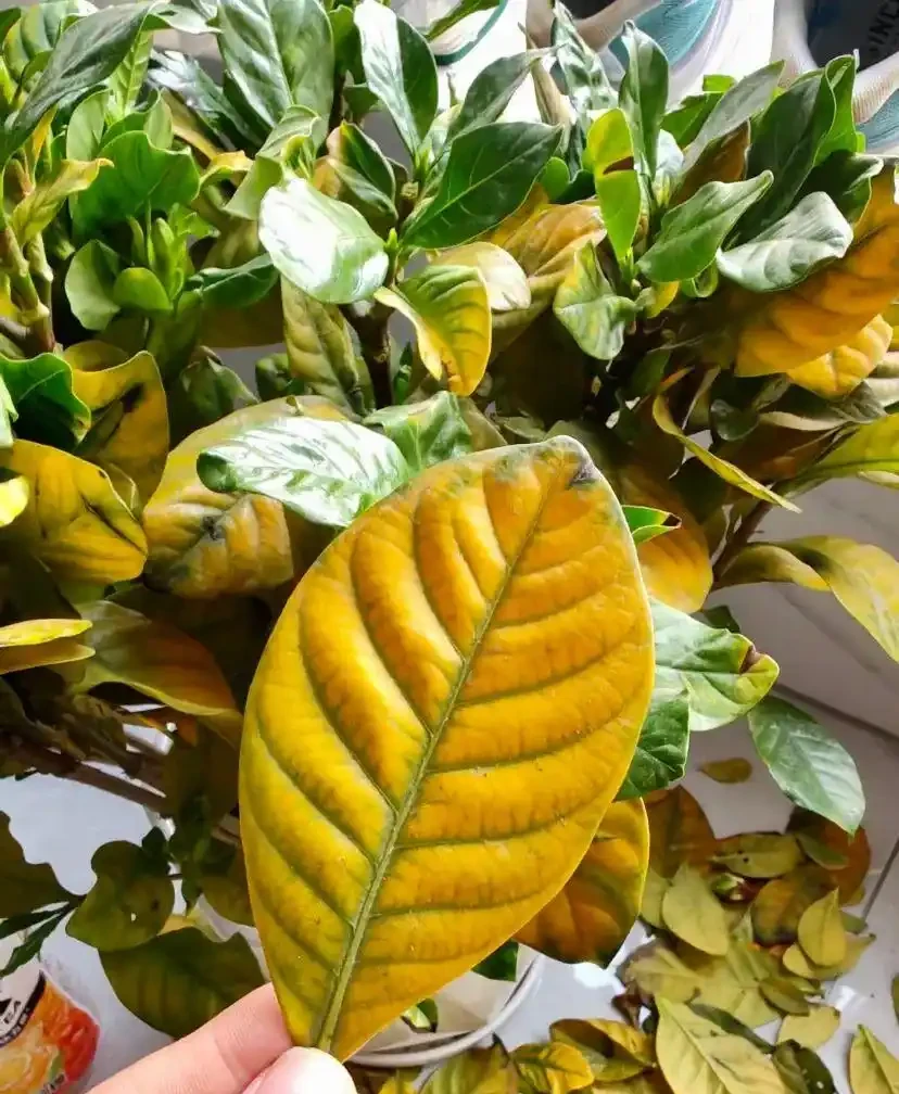黃葉、掉葉是植物發出的求救訊號,想保命只能這樣做(養花技巧)