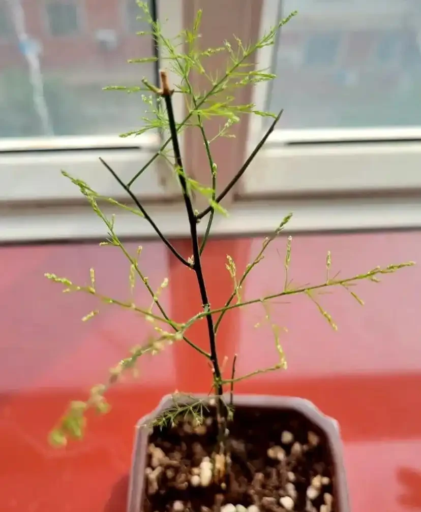 黃葉、掉葉是植物發出的求救訊號,想保命只能這樣做(養花技巧)