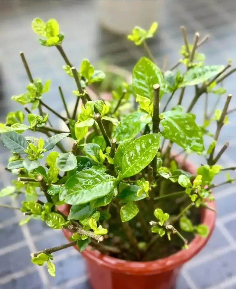 黃葉、掉葉是植物發出的求救訊號,想保命只能這樣做(養花技巧)