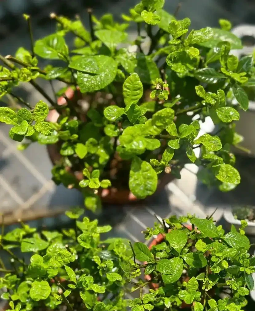 黃葉、掉葉是植物發出的求救訊號,想保命只能這樣做(養花技巧)