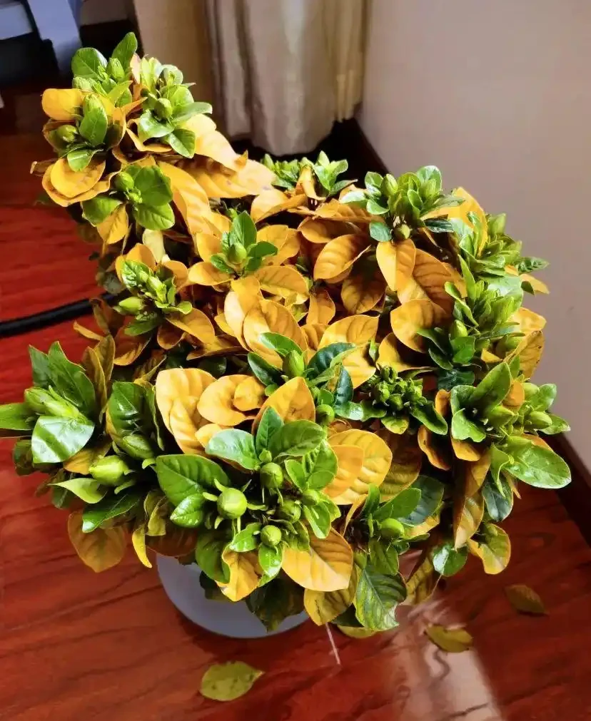 黃葉、掉葉是植物發出的求救訊號,想保命只能這樣做(養花技巧)