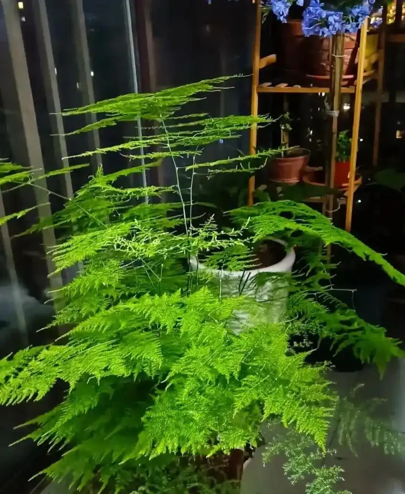 黃葉、掉葉是植物發出的求救訊號,想保命只能這樣做(養花技巧)