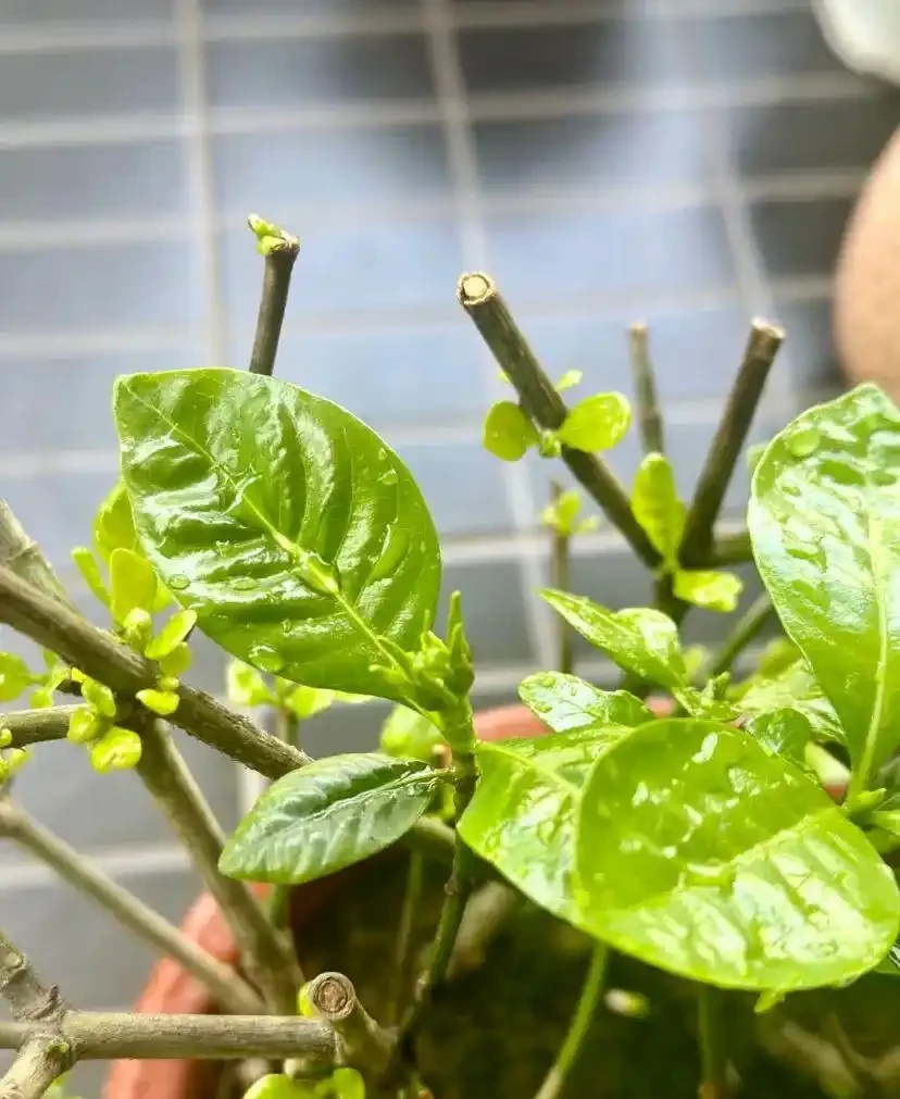 黃葉、掉葉是植物發出的求救訊號,想保命只能這樣做(養花技巧)