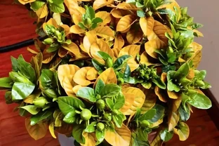 黃葉、掉葉是植物發出的求救訊號，想保命只能這樣做（養花技巧）