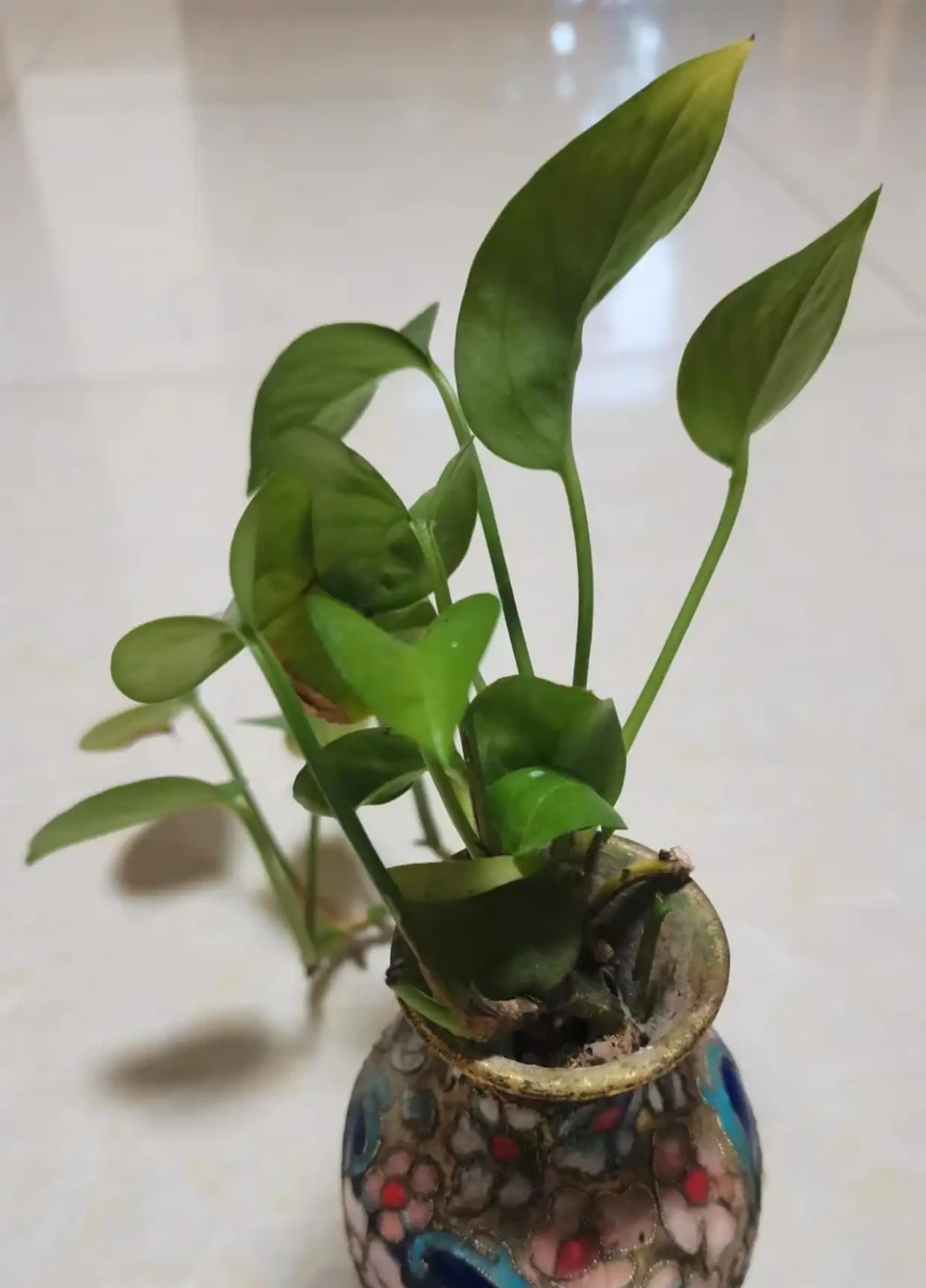 黃金葛適合放在臥室養嗎?