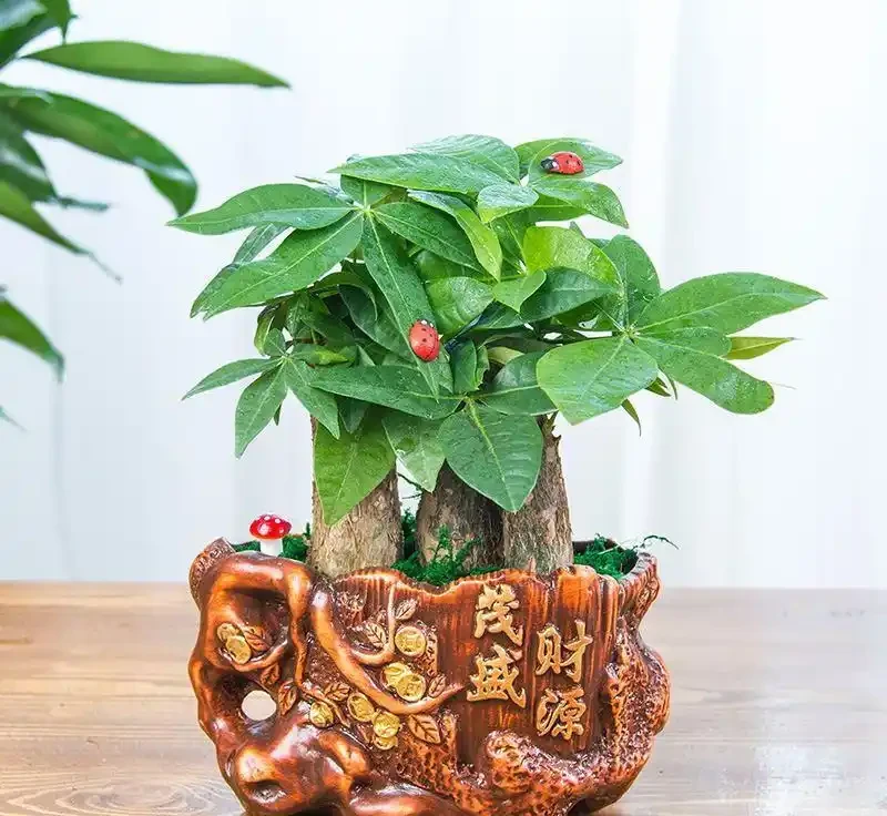 發財樹掉葉子的原因和解決方法
