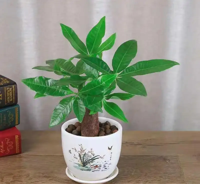 發財樹掉葉子的原因和解決方法