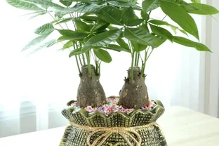 發財樹掉葉子的原因和解決方法