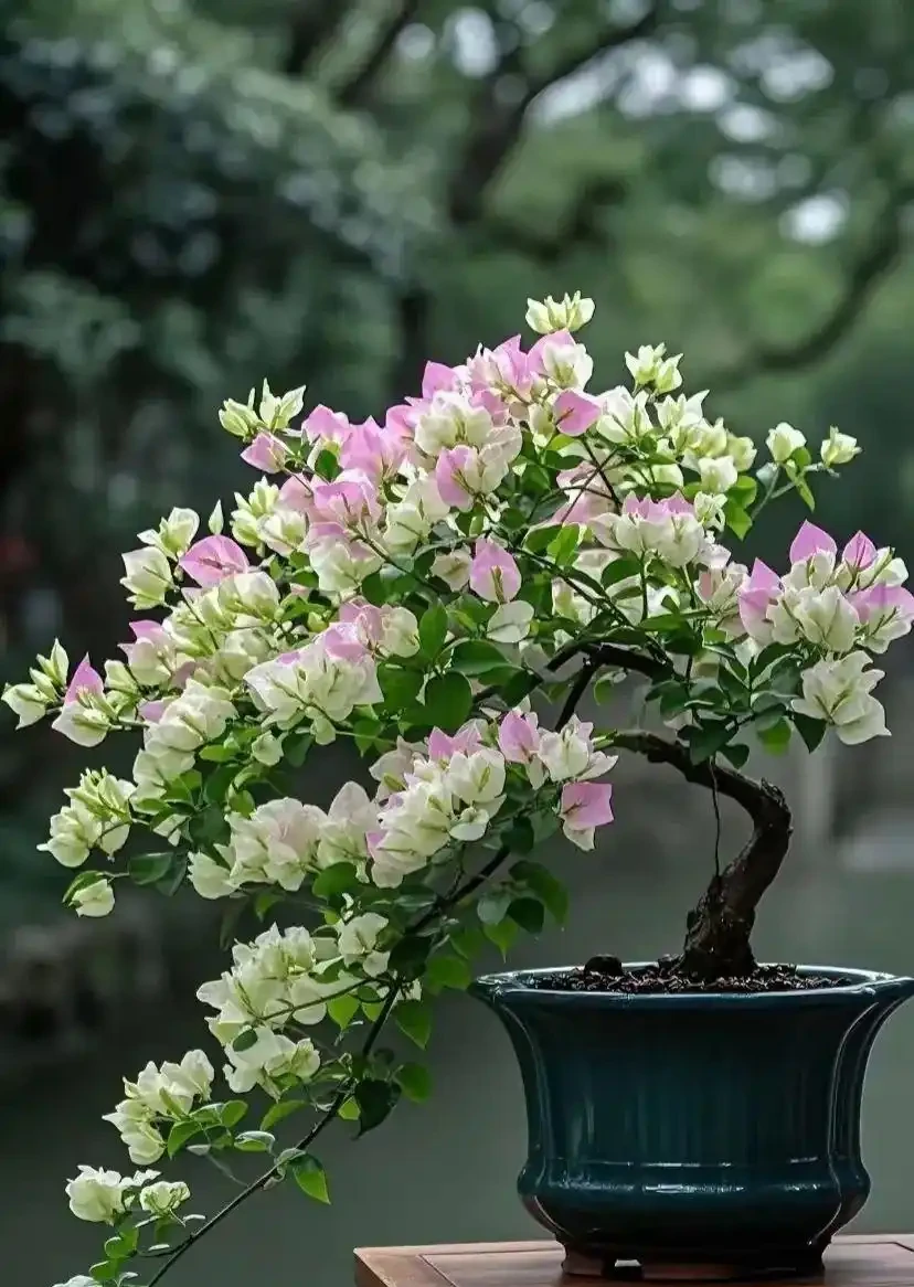 6種花寓意「富貴吉祥」,好養好看值得擁有,看你家有幾種?