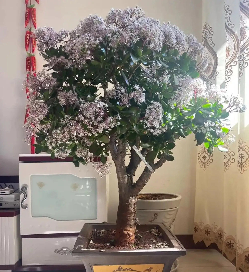 6種花寓意「富貴吉祥」,好養好看值得擁有,看你家有幾種?