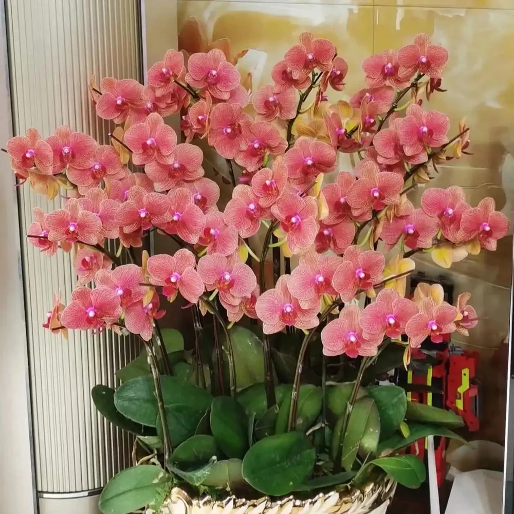 6種花寓意「富貴吉祥」,好養好看值得擁有,看你家有幾種?