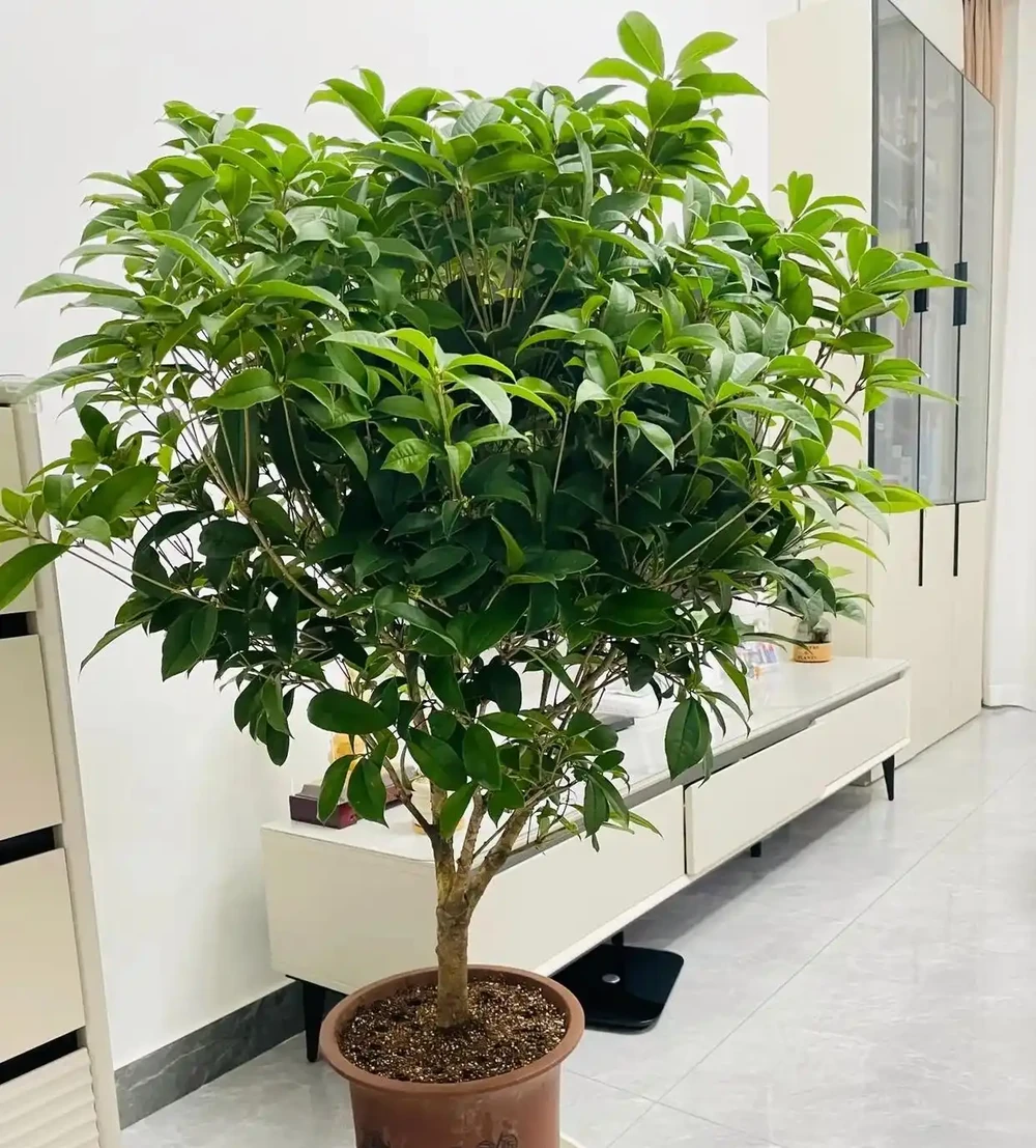 6種花寓意「富貴吉祥」,好養好看值得擁有,看你家有幾種?