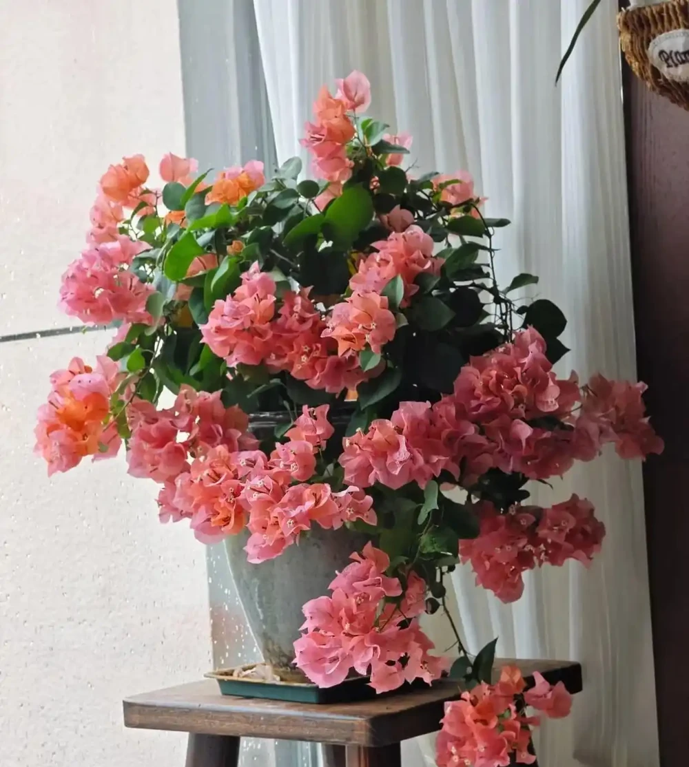 6種花寓意「富貴吉祥」,好養好看值得擁有,看你家有幾種?