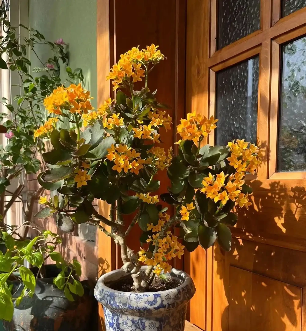 6種花寓意「富貴吉祥」,好養好看值得擁有,看你家有幾種?