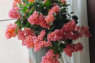 6種花寓意「富貴吉祥」，好養好看值得擁有，看你家有幾種？