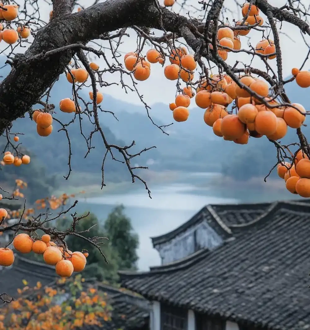 院子再小,也一定要種的9種果樹,天天吃水果,好吃好兆頭