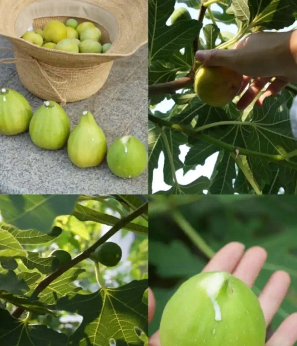 院子再小,也一定要種的9種果樹,天天吃水果,好吃好兆頭