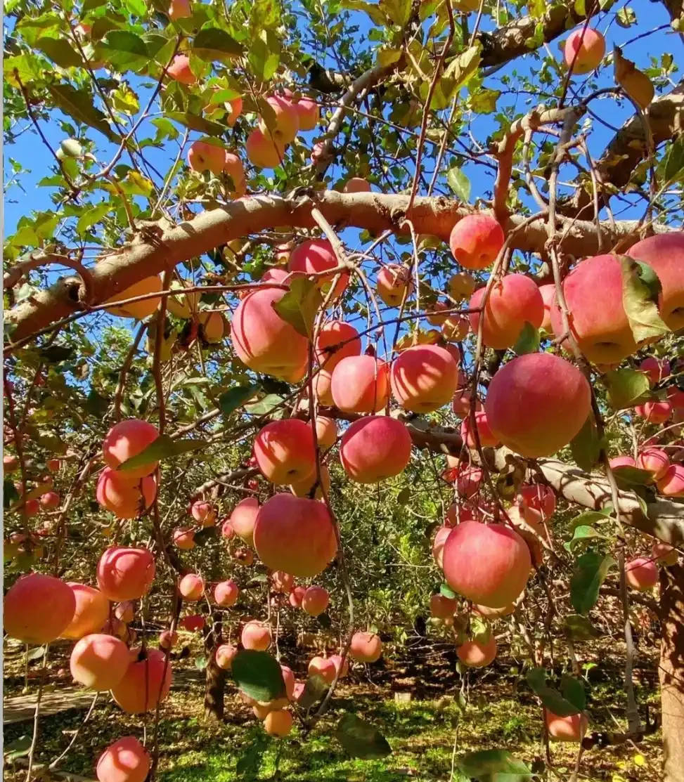 院子再小,也一定要種的9種果樹,天天吃水果,好吃好兆頭