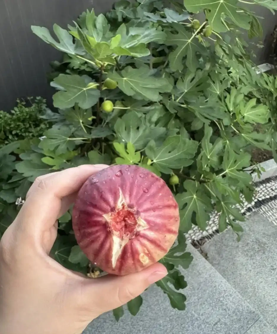 院子再小,也一定要種的9種果樹,天天吃水果,好吃好兆頭