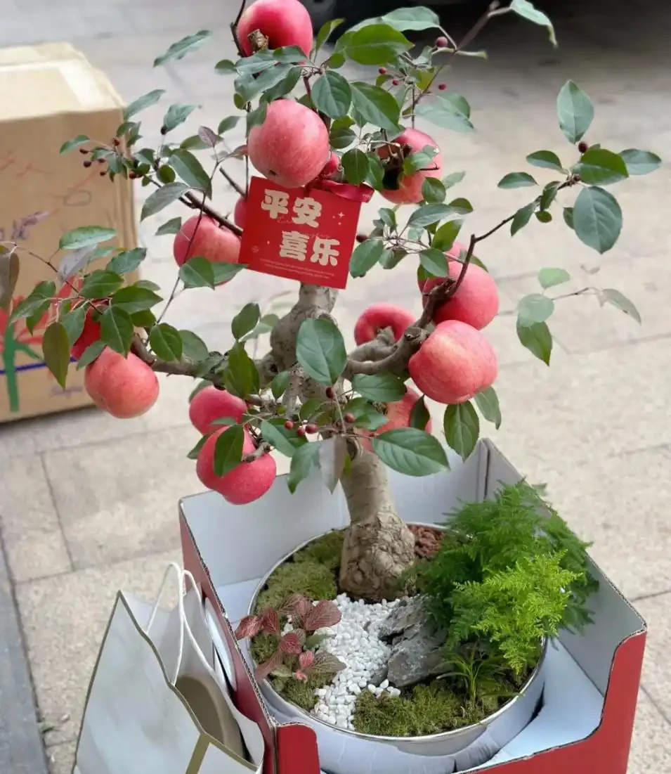 院子再小,也一定要種的9種果樹,天天吃水果,好吃好兆頭