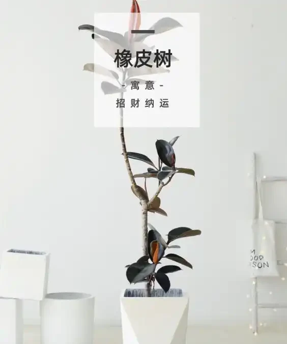 客廳變身綠洲!十大綠植排名,讓家的呼吸都清新起來