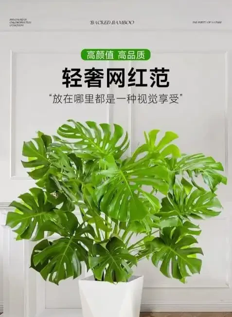 客廳變身綠洲!十大綠植排名,讓家的呼吸都清新起來