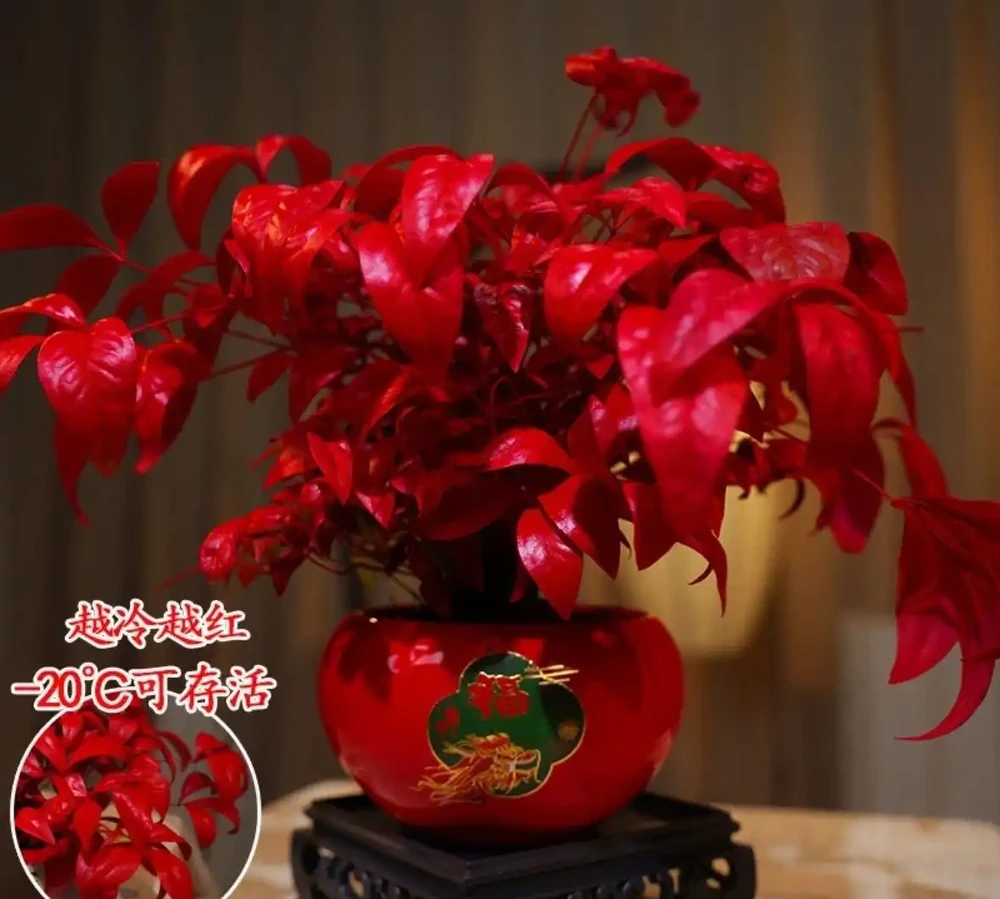客廳變身綠洲!十大綠植排名,讓家的呼吸都清新起來