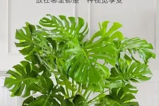 客廳變身綠洲！十大綠植排名，讓家的呼吸都清新起來