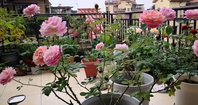 養好藤月,「修剪施肥」是重點,花更多更旺盛,又大又漂亮