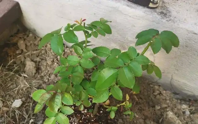 養好藤月,「修剪施肥」是重點,花更多更旺盛,又大又漂亮