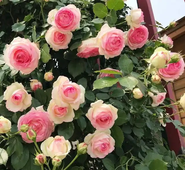 養好藤月,「修剪施肥」是重點,花更多更旺盛,又大又漂亮