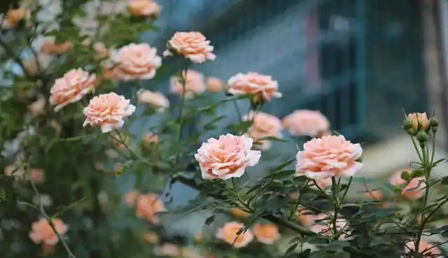 養好藤月,「修剪施肥」是重點,花更多更旺盛,又大又漂亮