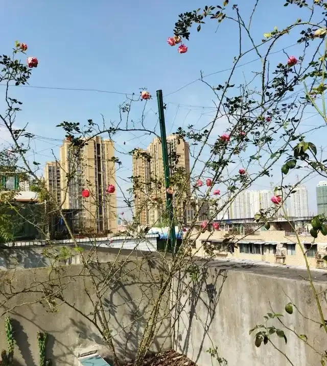 養好藤月,「修剪施肥」是重點,花更多更旺盛,又大又漂亮