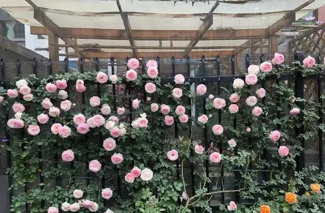 養好藤月,「修剪施肥」是重點,花更多更旺盛,又大又漂亮